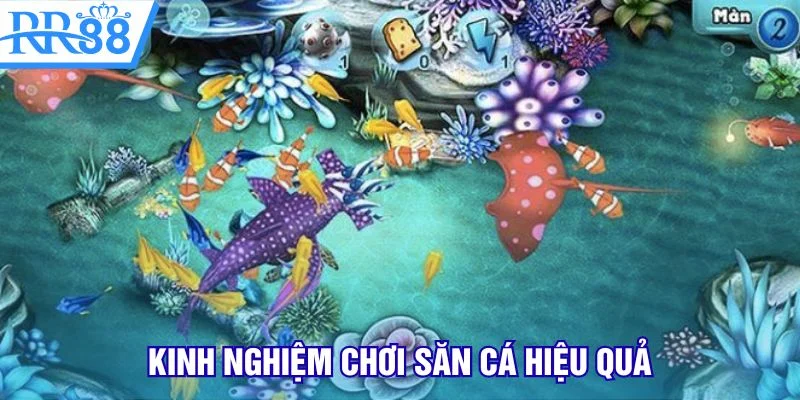 Kinh nghiệm chơi săn cá hiệu quả